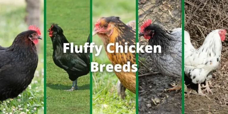 15 Fluffy Chicken Breeds, furry chicken breeds, soft feather chickens