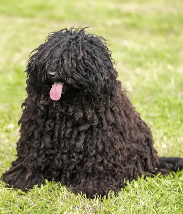 Hungarian Puli: One of The Best Farm Dogs For Chickens