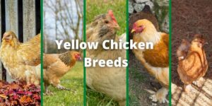 13+ Best Yellow Chicken Breeds