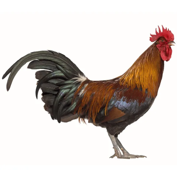 Top 11 French Chicken Breeds (With Pictures) 13 Ardennaise Chicken