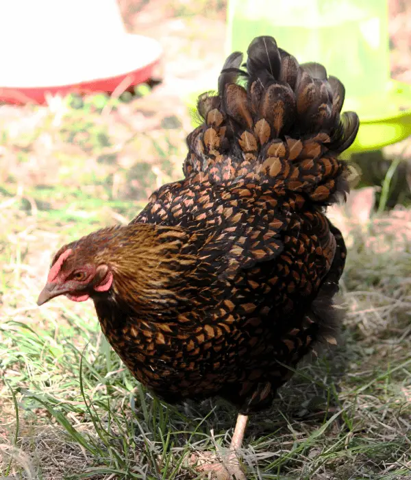 Golden-Laced Wyandotte Color Variety
