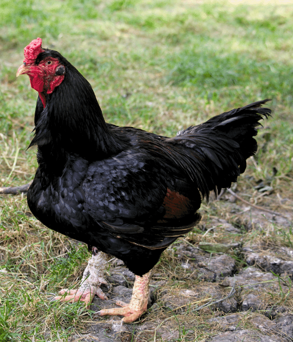 A popular indian cornish game fowl, fighting chicken