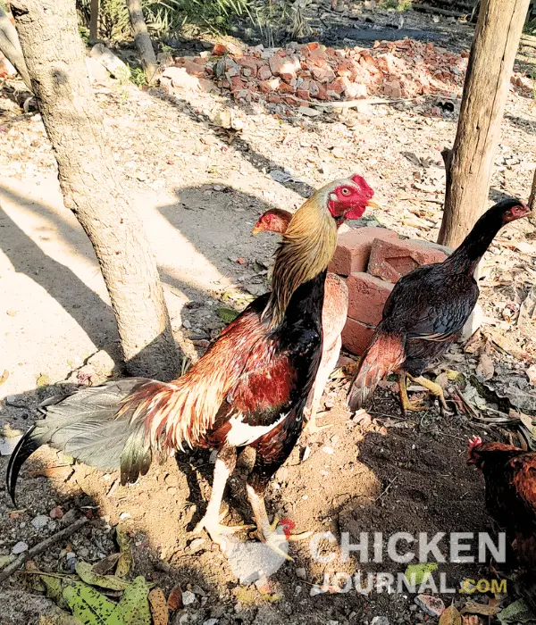 Malay Gamefowl Picture - a popular fighter chicken