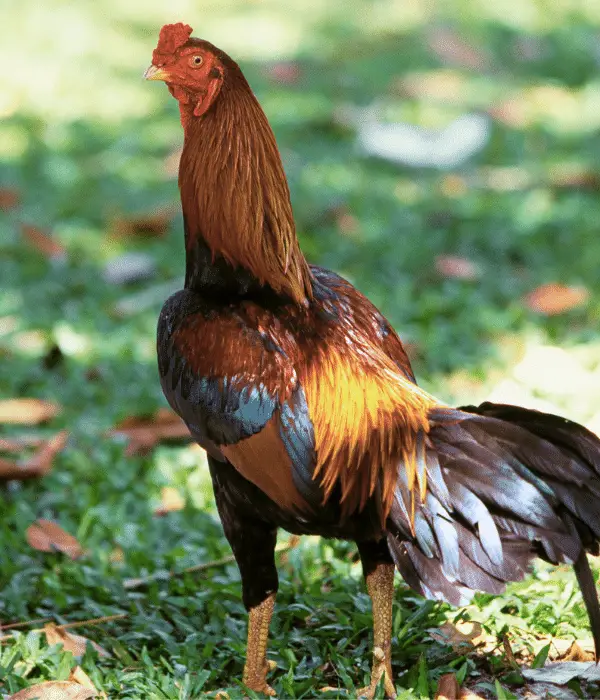 shamo rooster in green background