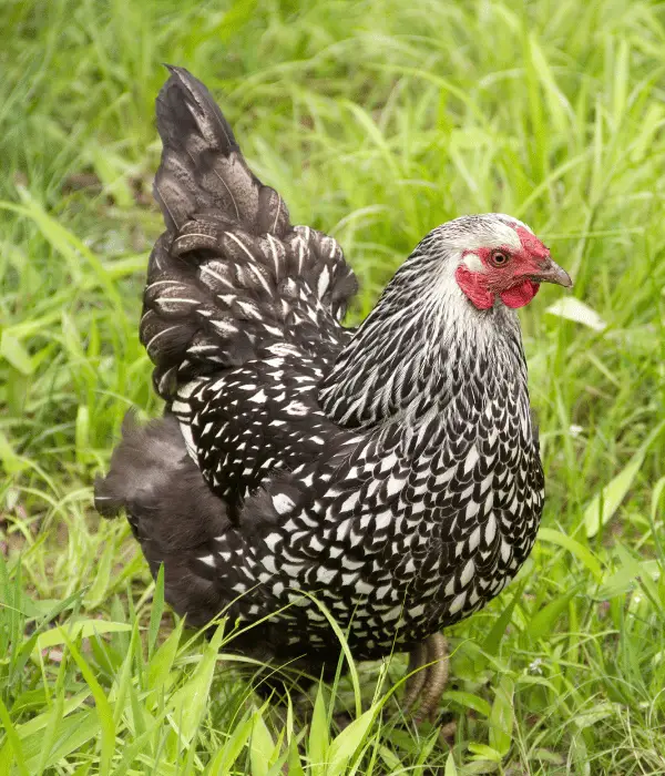 Silver-Laced Wyandotte Color Variety