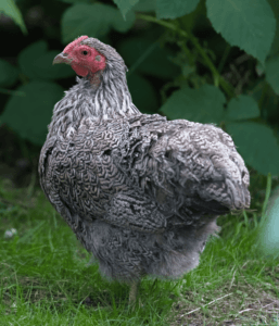 15 Awesome Wyandotte Chicken Color Varieties (With Pictures)