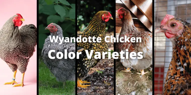 15 Most Awesome Wyandotte Chicken Color Varieties