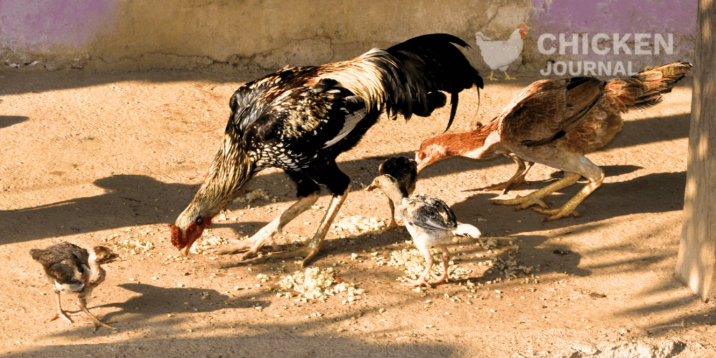 Can Chickens Eat Rice Safely and Healthily? Debunking the Myths