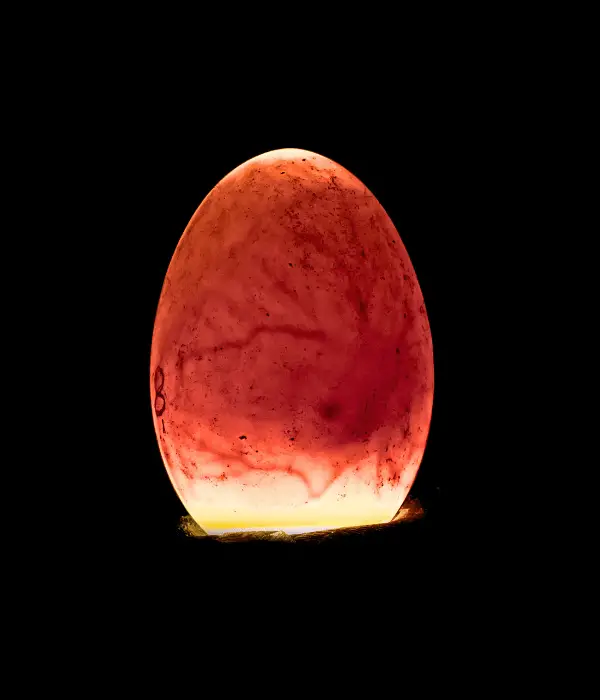 egg candler showing growth and development of an embryo 