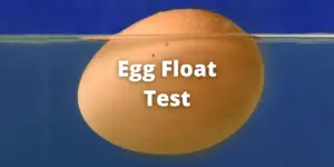 Egg Float Test: Myths, Procedure, Chart, Hypothesis vs. Reality