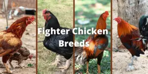9 Best Fighting Chicken Breeds (With Pictures)
