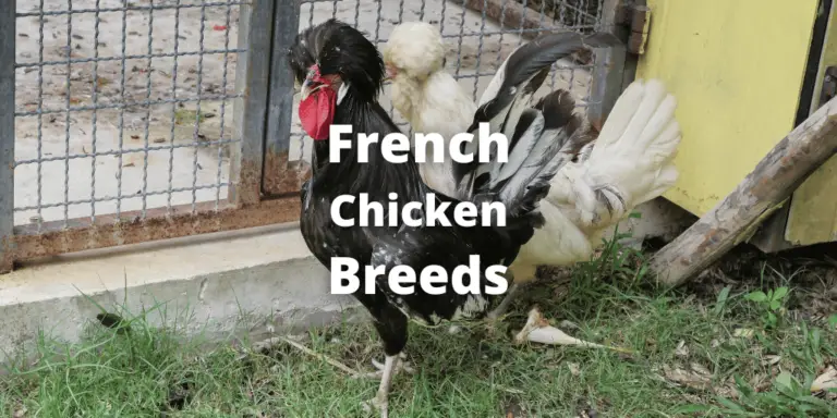 Top 11 French Chicken Breeds (With Pictures)