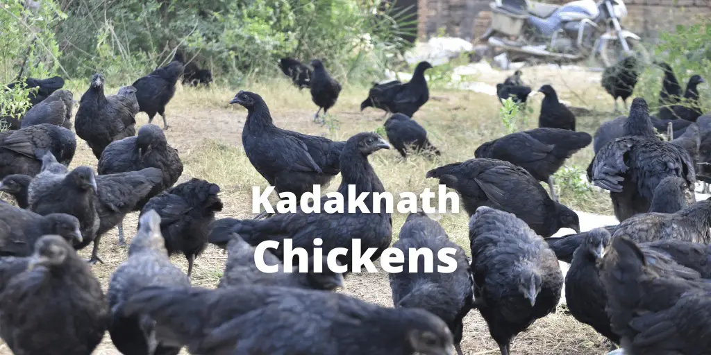 kadaknath chicken breed guide