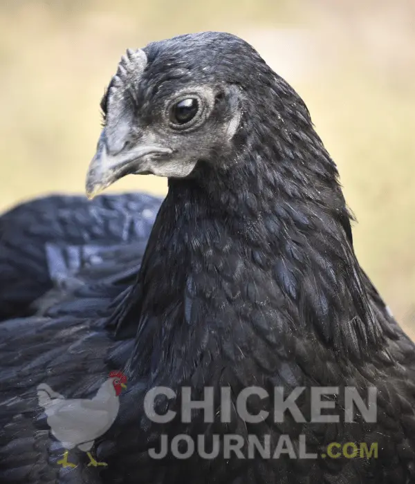 kadaknath chicken head photo near