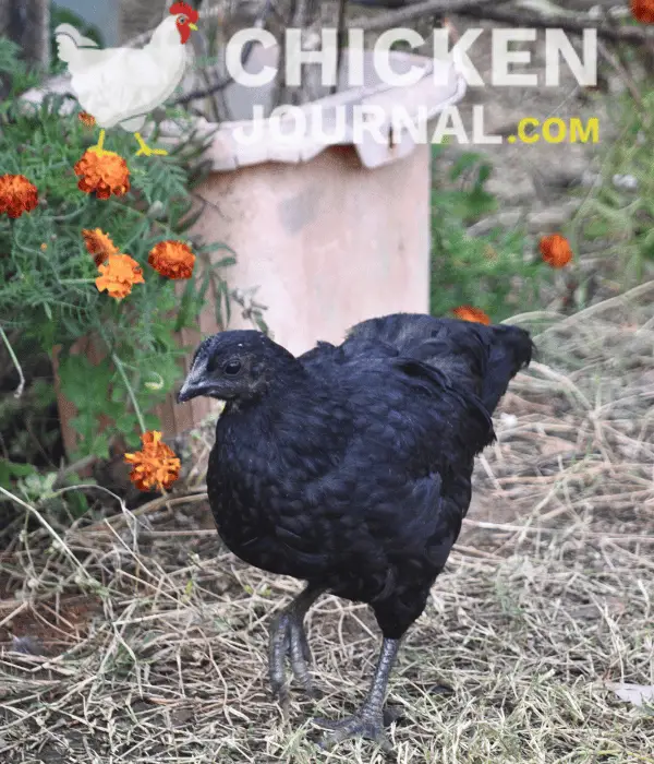 a kadaknath chicken in garden