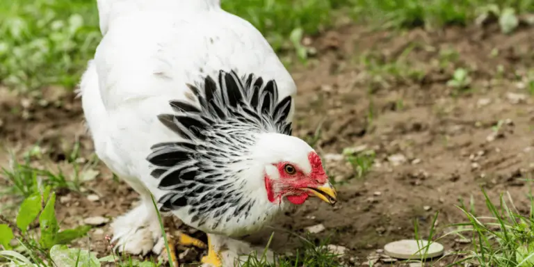 Light Brahma Chicken: Size, Eggs, Color, Chicks, Rooster, & Hen