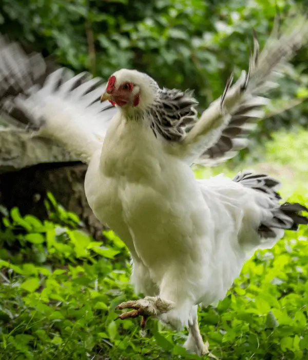 Light Brahma Chicken taking flight