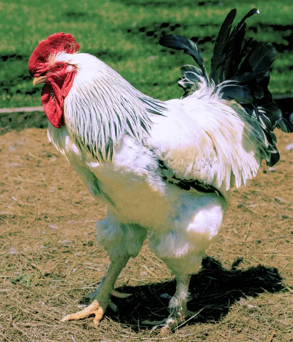Light Brahma rooster