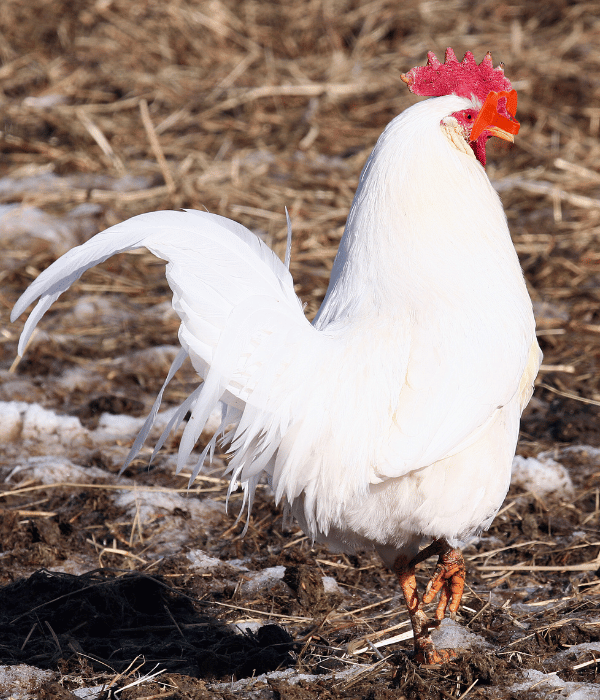 a Leg horn rooster wearing pinless peepers
