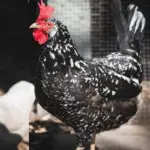 Ancona Chickens: Breed Eggs, Size, Color, Lifespan, Care, Picture, and More