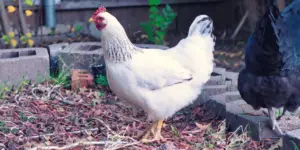 Delaware Chicken: Breed Eggs, Size, Color, Care and Pictures