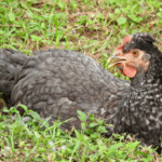 Olive Egger Chicken Breed Information: Eggs, Color, Size, Lifespan, Pictures