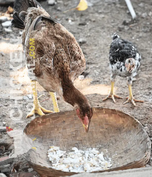 The Potential Risks of Overfeeding Garlic to Chickens