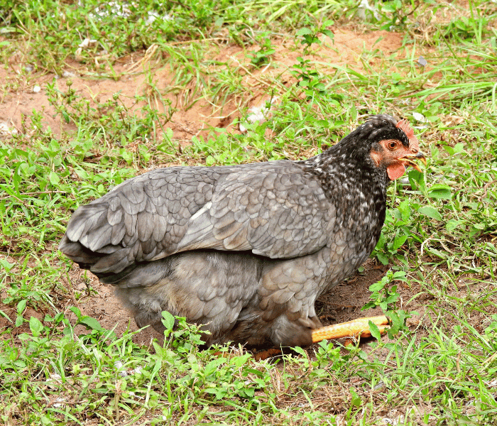 Unique Features of Olive Egger Chickens