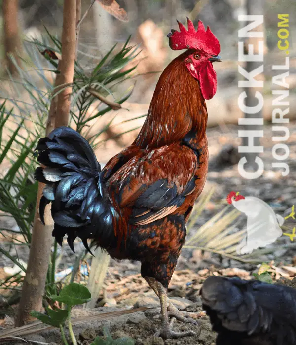 a rooster standing in backyrad farm