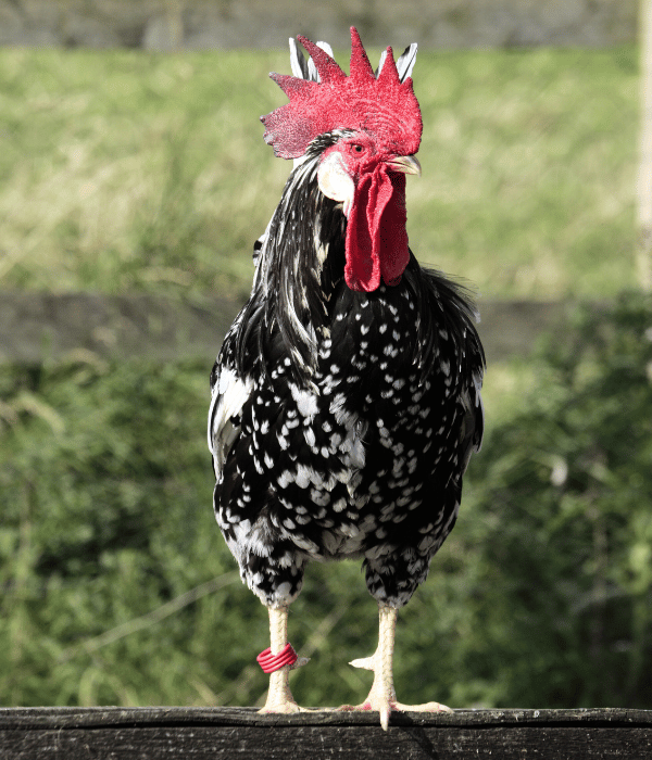 ancona rooster chicken