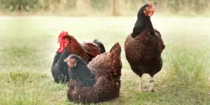Barnevelder Chickens Breed Guide: History, Care, and Characteristics