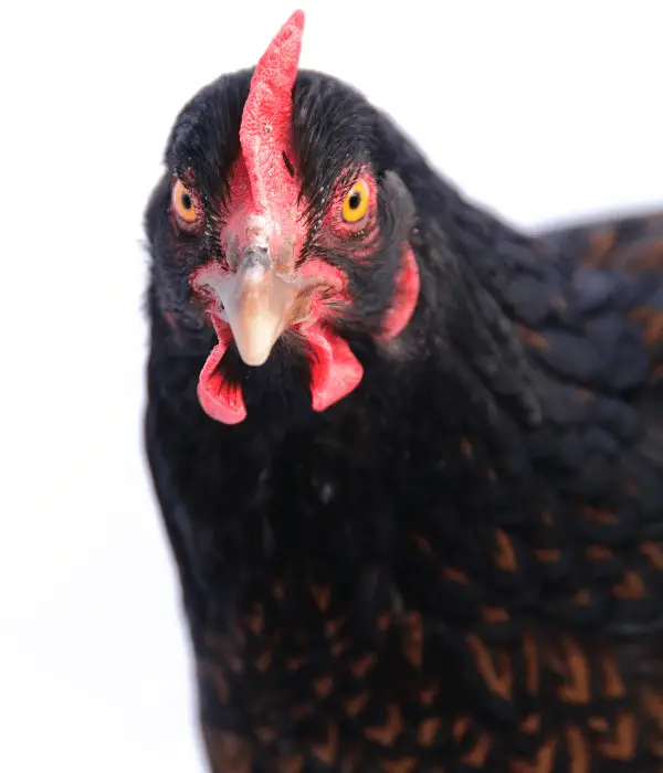 Barnevelder Chicken Temperament and Behavior, head Picture