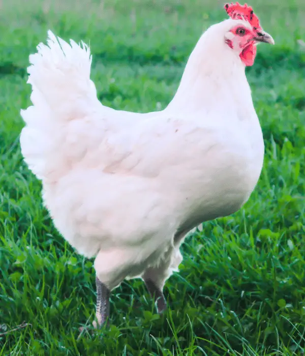 Bresse chicken free-ranging