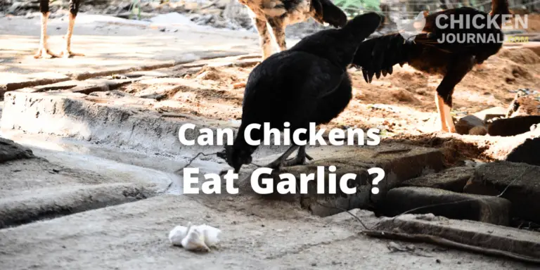 Can Chickens Eat Garlic? The Answer and Health Benefits