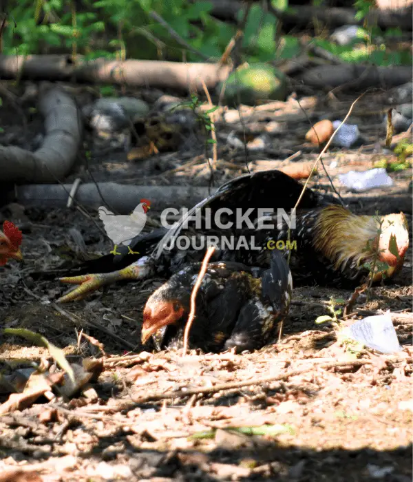 chickens dust bathing to release stress and cleaning feathers