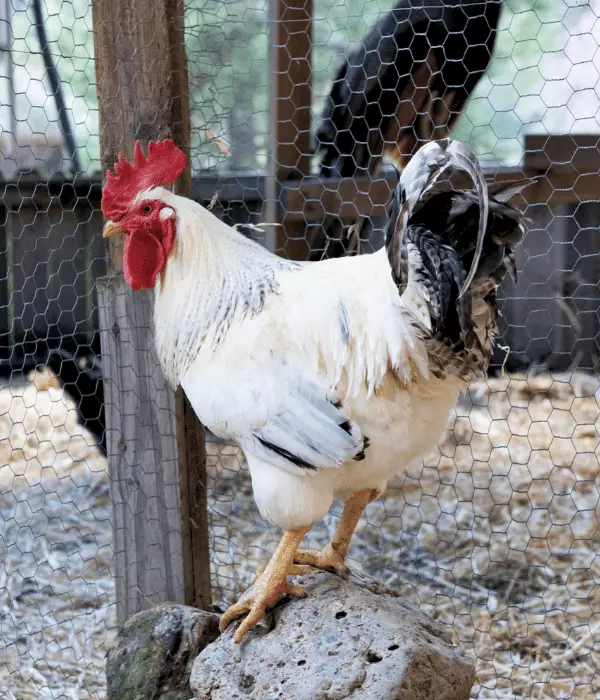 delaware rooster inside a coop run perching in rock