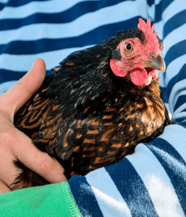 Barnevelder Chickens Lifespan, holding in hands