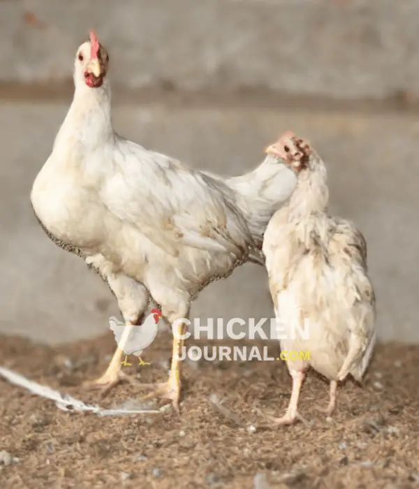 growth retardation in chickens due to stress