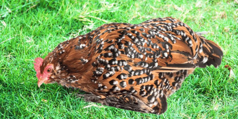 Barbu d'Uccle Chicken Breed Guide