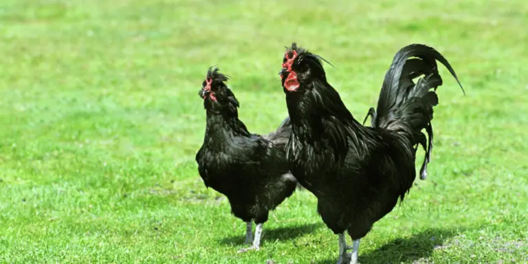 Crevecoeur Chickens Breed Profile: Hen Eggs, Size, Care and Pictures