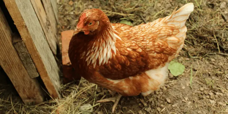 Lohmann Brown Chickens: Breed Eggs, Weight, Care & Picture