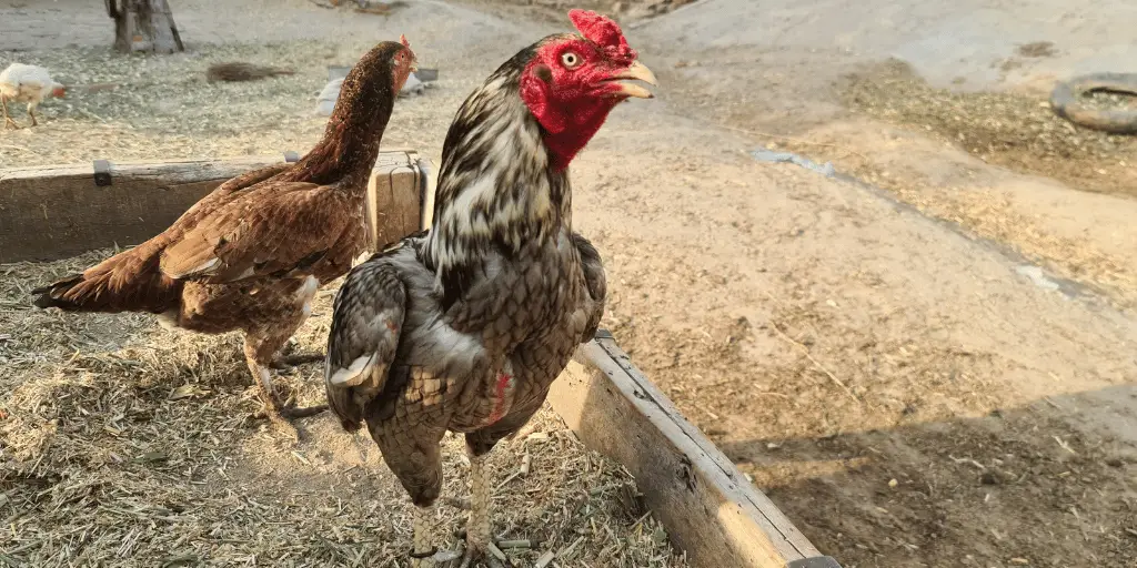 Shamo Chickens Breed Guide: The Majestic Japanese Chicken