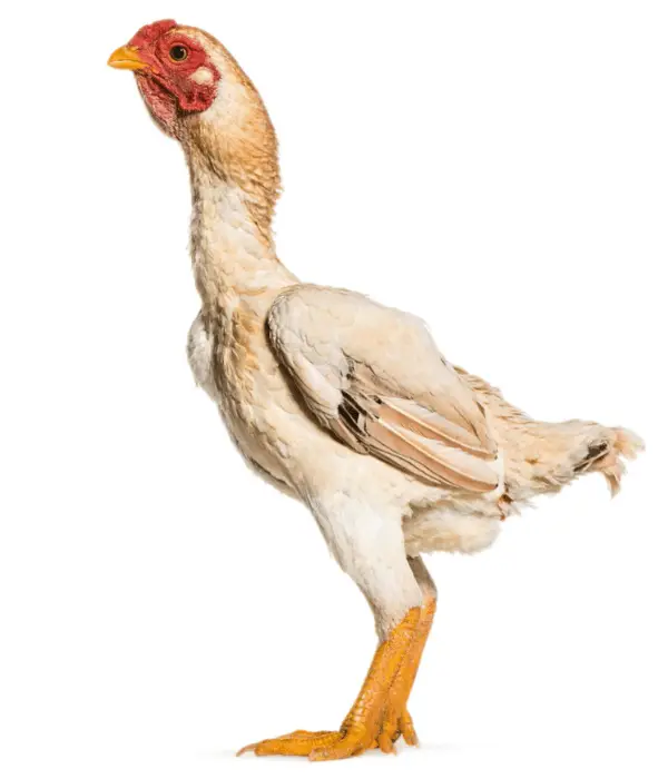 white-shamo chicken in white background picture