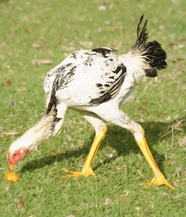 a shamo hen foraging picture