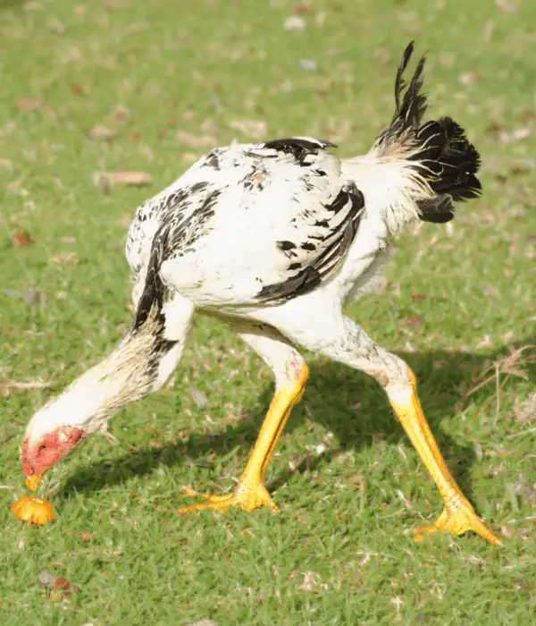 a shamo hen foraging