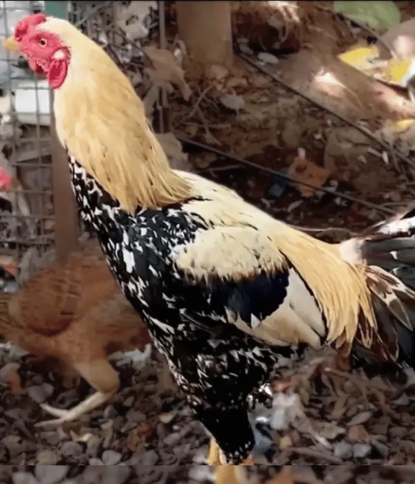 Shamo chicken breed