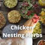 Chicken Nesting Herbs: Boost Flocks Health and Happiness
