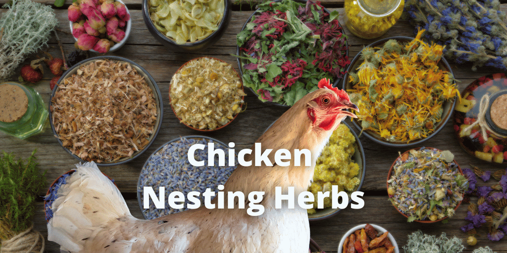 Chicken Nesting Herbs: Boost Flocks Health and Happiness