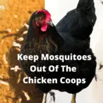 How to Keep Mosquitoes Out of Chicken Coops?