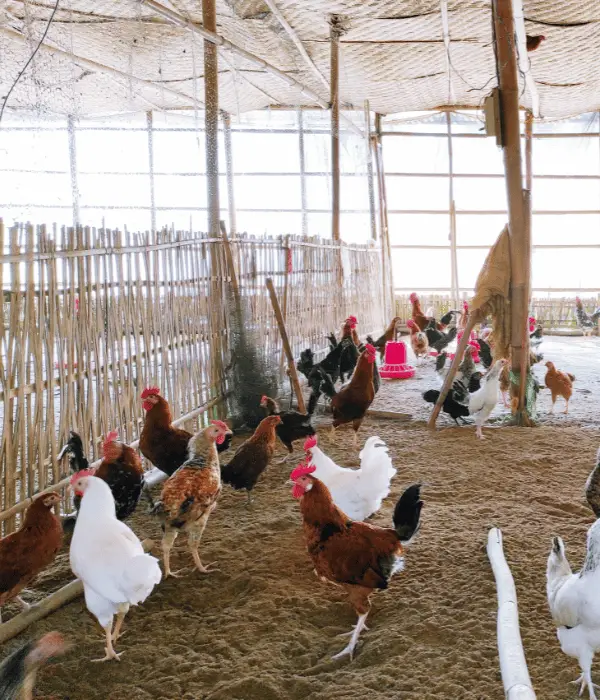 chicken coop covered with small mesh netting to keep mosquitoes out of chicken coops